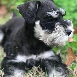 Miniature Schnauzers from Double S