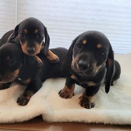 Dachshund puppies from Russell Farms Dachshund