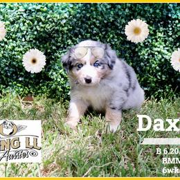 Daxton - Blue merle male Miniature Australian Shepherd puppy in Madisonville, Texas from Flying LL Aussies