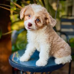 Maximus - Red tri-color male Aussiedoodle puppy in Los Angeles, California from LA’s Favorite Puppies
