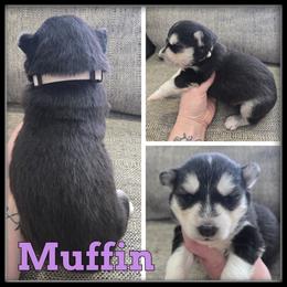 Muffin - Black and white female Siberian Husky puppy in Wheeler, Michigan from Haase Family Kennels