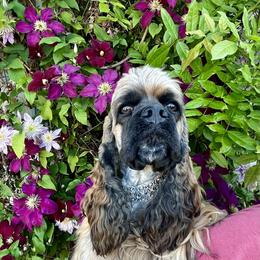 Mercy - Cocker Spaniel