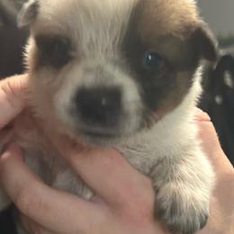 -Boy 1 - Red speckled male Australian Cattle Dog puppy in Kaufman, Texas from Emberwick Ranch