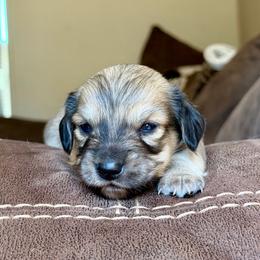Bourbon - Cream male Dachshund puppy in Hornbeck, Louisiana from A&Z Mini Dachshunds