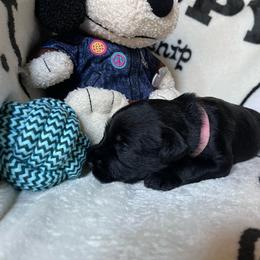 My Melody - Black female Miniature Schnauzer puppy in San Diego, California from KMS-Miniature Schnauzers