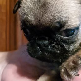 Dachshunds and Pugs from Kentucky Rug Noodles