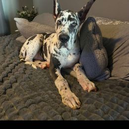 Great Dane Puppies from Phoenix Family Danes