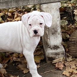 Boxer Puppies from Nancy Baeten