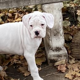 Boxer Puppies from Nancy Baeten