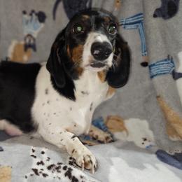 Louise - Dachshund