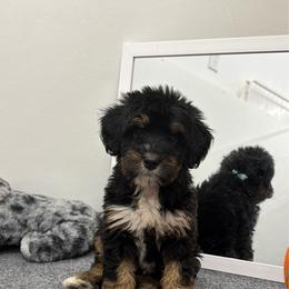Miss Root Beer - Tri-color female Bernedoodle puppy in Hegins, Pennsylvania from Bubbling Springs Doodles, LLC