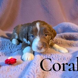 Coral - Red tri-color female Aussiedoodle puppy in Ellenburg Center, New York from Kristin's Puppies