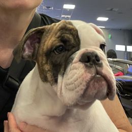 Bulldog Puppies from K & K Little Blessings