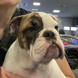 Bulldog Puppies from K & K Little Blessings