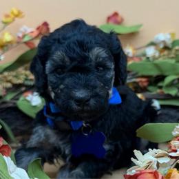 River - Phantom male Goldendoodle puppy in Cape Coral, Florida from Nay Nays Mini Doodles