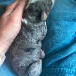 Female phantom Merle - Blue merle female Bernedoodle puppy in Seattle, Washington from Clemleth Aussiedoodles