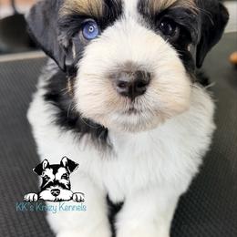 Black parti - Parti male Miniature Schnauzer puppy in Kaufman, Texas from KK’s Krazy Kennels