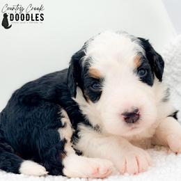 Connor - Tri-color male Bernedoodle puppy in Tipton, Indiana from Country Creek Doodles