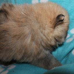 Pomeranian Puppies from Passionate PomPoms