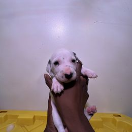 Aminita (aka mini) - White and black Dalmatian puppy in Virginia from Andersons Toy Box LLC
