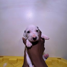 Aminita (aka mini) - White and black Dalmatian puppy in Virginia from Andersons Toy Box LLC