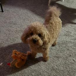 Cavapoo, Cockapoo, Goldendoodle, and Poodle All Grown Up from Brooke Carlson