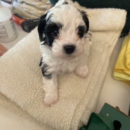 Otis - Black and white male Havanese puppy in Athens, Alabama from Sunsation Havanese