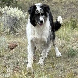 Aspen - Border Collie