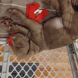 Chesapeake Bay Retriever Puppies from Colorado River Retrievers