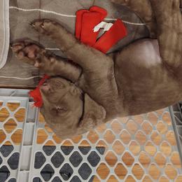 Chesapeake Bay Retriever Puppies from Colorado River Retrievers