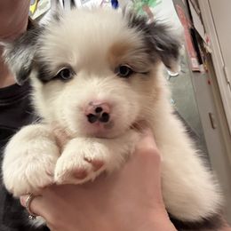 Thor - Blue merle male Australian Shepherd puppy in Louisville, Kentucky from Bluegrass Australian Shepherds
