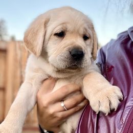 Double Doodles and Labrador Retrievers from Hansen Retrievers