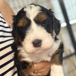 Rex - Tri-color male Bernedoodle puppy in Lincoln, Nebraska from GRand Doodles