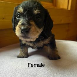 AKC wirehair black n Tan - Black and tan female Dachshund puppy in Helenville, Wisconsin from Remarkable Doxies