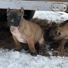 Olive - Perro de Presa Canario puppy from Lykaios Kennels
