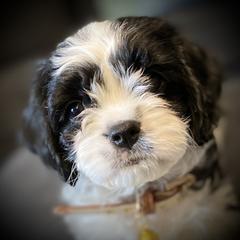 Cavachon, Cavalier King Charles Spaniel, and Cavapoo Puppies from Cavachon Love
