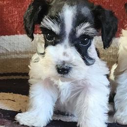Nora - Parti female Miniature Schnauzer puppy in Ferndale, Washington from Blackhorse Schnauzers Washington state