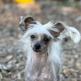 Boy 2 - Black and white male Chinese Crested puppy in Capac, Michigan from Puddles Palace Puppies
