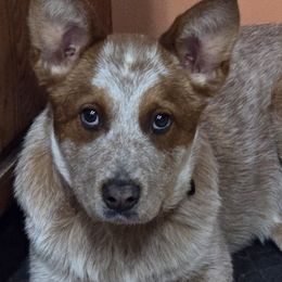 Boy 07 red - Australian Cattle Dog puppy from 6pk Cattledogs