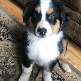 Australian Shepherds from TLC Dream and Pureland Australian Shepherds