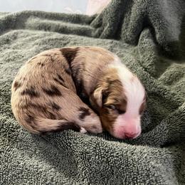 Pita - Red merle male Australian Shepherd puppy in Bennett, Colorado from Alolan Angel Aussies