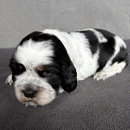 Cali - Tri-Roan female English Springer Spaniel puppy in Robesonia, Pennsylvania from Rogue Mountain Manor