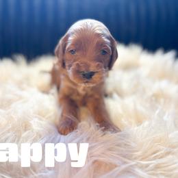 Happy - Red  male Goldendoodle puppy in Newcastle, Oklahoma from Hollywood Doodles