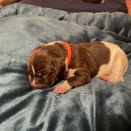 German Shorthaired Pointer and Jack Russell Terrier Puppies from Ivy Creek Kennels