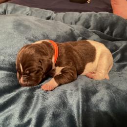 German Shorthaired Pointer and Jack Russell Terrier Puppies from Ivy Creek Kennels
