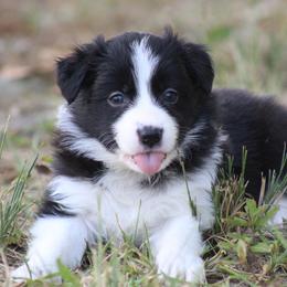 Black girl - Black female Border Collie puppy in Tylertown, Mississippi from Cool Meadow Farms