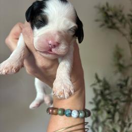 Perdy - Black and white female Cavapoo puppy in Cherryville, North Carolina from Mercy Doodles