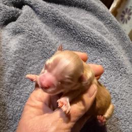 Paloma - Fawn female Chihuahua puppy in Seneca, Missouri from Stephanie’s Puppy Colony