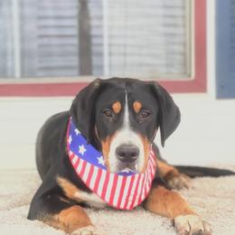 Patchouli - Greater Swiss Mountain Dog
