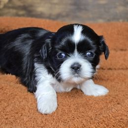 Riley - Black and white female Shih Tzu puppy in Mountain Grove, Missouri from Precious Puppies